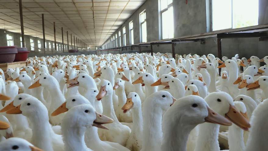 宰鴨廢水處理方案|工藝流程|排放標準 宰鴨廢水處理方案|工藝流程|排放標準